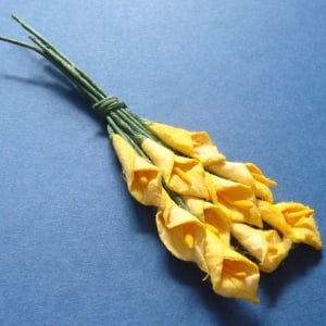 Tulip - Yellow