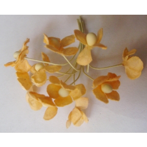 Periwinkles - Peach