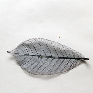 Mulberry Paper Leaves (Large) - Blue (Pack of 10 leaves)