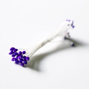 Pollens - Purple