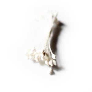 Pollens - White