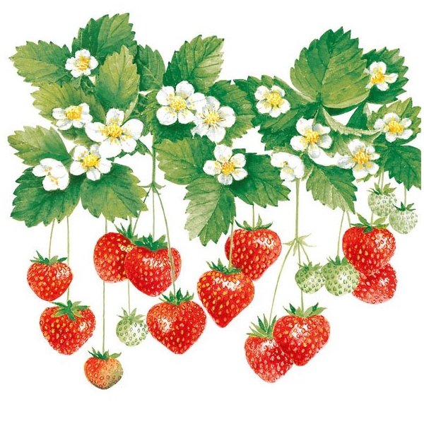 German Decoupage Napkins (5 pcs) - Summer Fruits