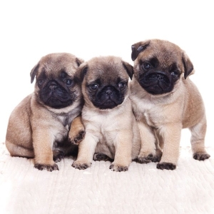 German Decoupage Napkins (5 pcs) - Pug Dogs