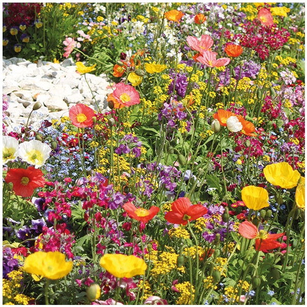 A pack of 12 by 12 inch German Decoupage Napkins (5 pcs) - Wildflowers