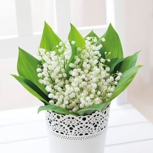 German Decoupage Napkins (5 pcs) - Bunch of Lily