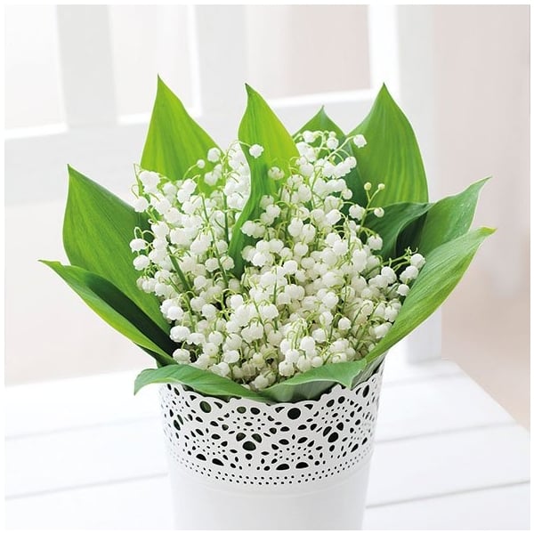 German Decoupage Napkins (5 pcs) - Bunch of Lily
