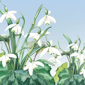 German Decoupage Napkins (5 pcs) - Snowdrops Flowers