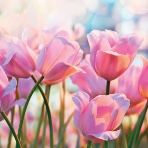 German Decoupage Napkins (5 pcs) - Pink Tulips