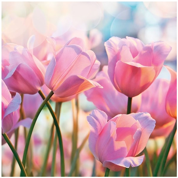 German Decoupage Napkins (5 pcs) - Pink Tulips