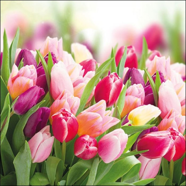 German Decoupage Napkins (5 pcs) - Glorious Tulips