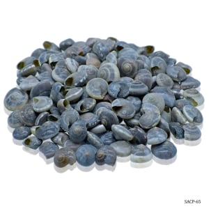 Craft Shells (100 grams) (SACP-65)