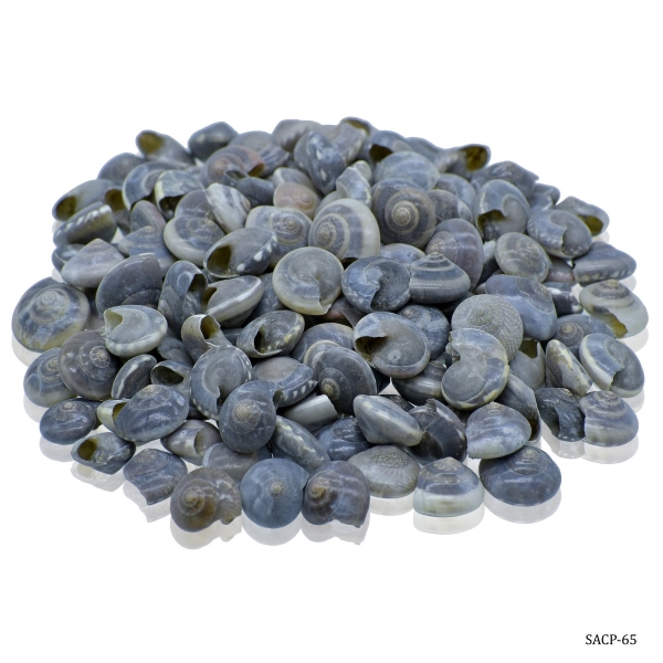 Craft Shells (100 grams) (SACP-65)